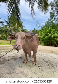 Albino Thai Water Buffalo, Selective Focus