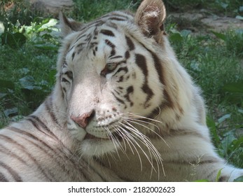 An Albino Tiger At Rest