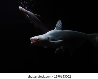 Albino Tiger Shark Aquarium Fish On Black Background