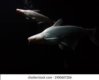 Albino Tiger Shark Aquarium Fish On Black Background