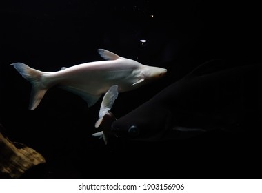 Albino Tiger Shark In An Aquarium, Thiruvananthapuram Kerala