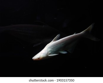 Albino Tiger Shark In An Aquarium, Thiruvananthapuram Kerala