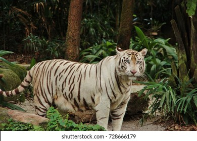 Albino Tiger At The Singapore Zoo