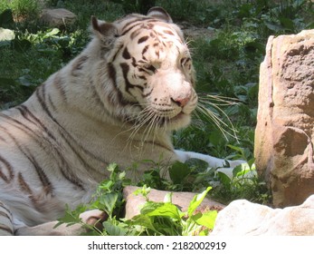 An Albino Tiger In The Sun