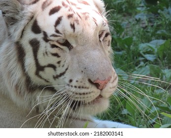 An Albino Tiger In Sun