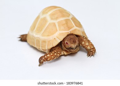 Albino Turtle