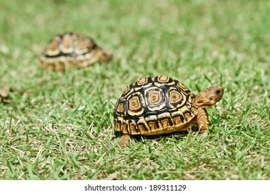 Albino Turtle