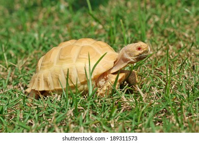 Albino Turtle