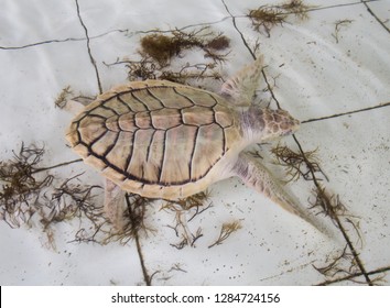 Albino Turtle In Captivity