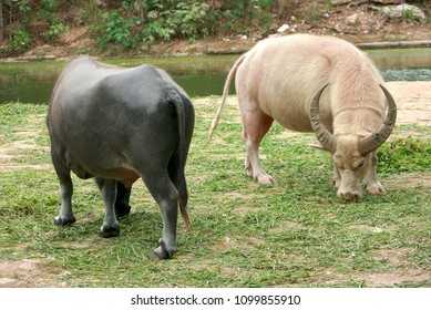  Albino white buffalo and buffalo beautiful long horn are eating the grass beside river
