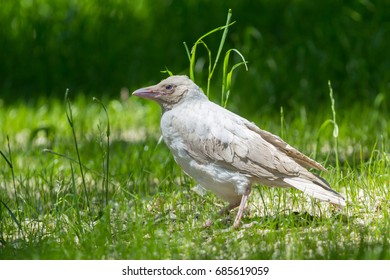Albino white crow sitting on the green grass