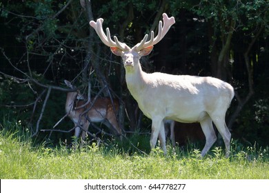 Albino White Deer