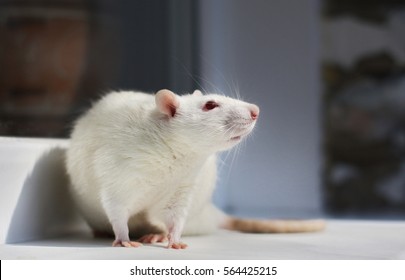  Albino white lab rat sitting on a window sill