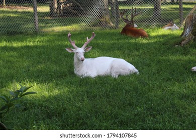 Albino Whitetail Buck In Velvet