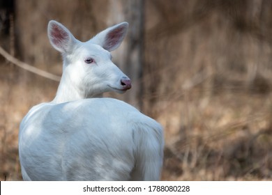 Albino Whitetailed Deer Doe Looking Back Stock Photo (Edit Now) 1788080228