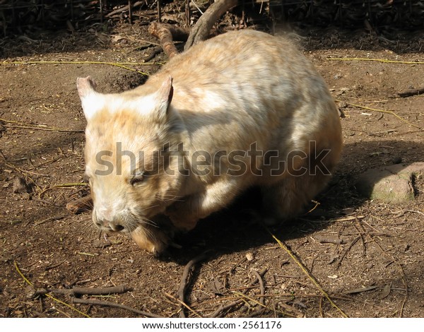 Albino Wombat Stock Photo Edit Now 2561176