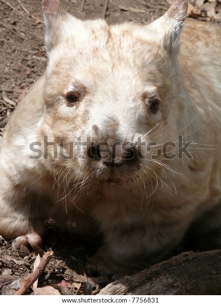 Albino Wombat Extremely Rare Stock Photo Edit Now 7756831