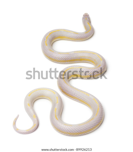 Albinos Banana Eastern Kingsnake Common Kingsnake Stock Photo (Edit Now ...