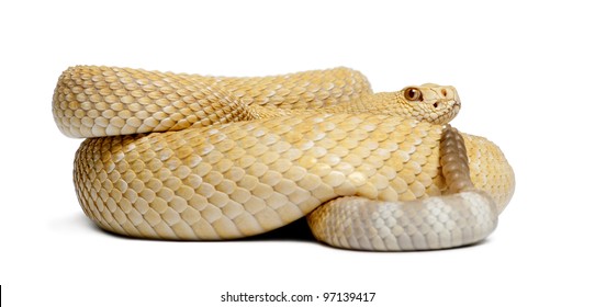 615 Rattle snake in white background Images, Stock Photos & Vectors ...