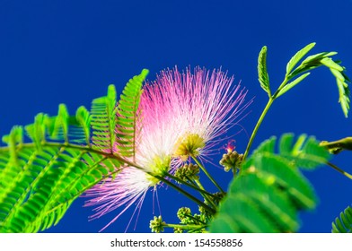 Silktree Albizzia Flower High Res Stock Images Shutterstock