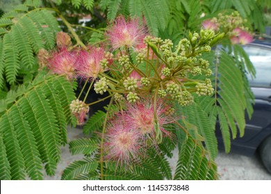 朝のバリントニア ラケモサの花 またはパウダーパフの木の花 日本 沖縄の宮古島 の写真素材 今すぐ編集