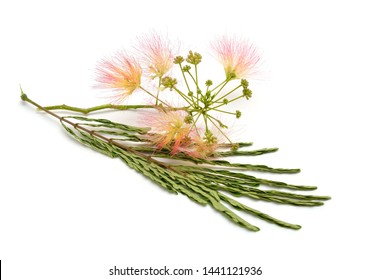 Persian Silk Tree Images Stock Photos Vectors Shutterstock