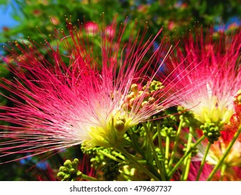 Persian Silk Tree High Res Stock Images Shutterstock