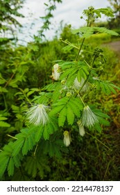 Albizia Tree In Bloom Is Unique In White