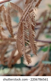 Albizia Tree Dead Leaves Close-up View