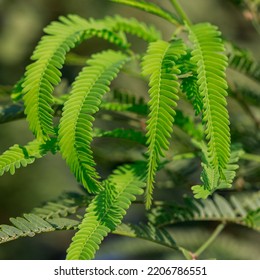 Albizia Tree Green Leaves Close-up View