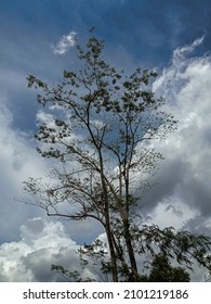 Albizia Tree Panorama With Sky Background