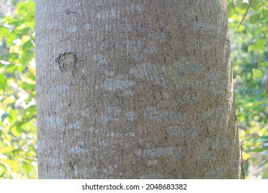 Albizia Tree Trunk Surface Texture 