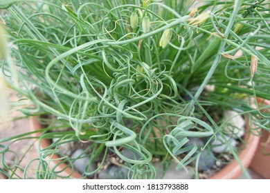 Albuca Spiralis frizzle sizzle corkscrew plant