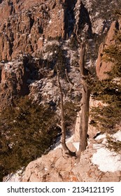 Albuquerque, NEW MEXICO - DECEMBER 11, 2013: A Dead Tree, Below Aerial Tramway Terminal Atop Sandia Peak.