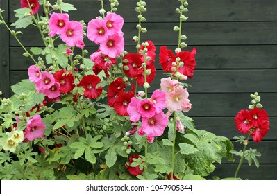 Alcea rosea (common hollyhock) is an ornamental plant in the Malvaceae family. Blooming  plants on the background of a black wooden fence.