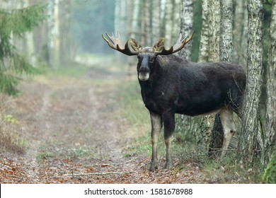 788 Moose poland Images, Stock Photos & Vectors | Shutterstock