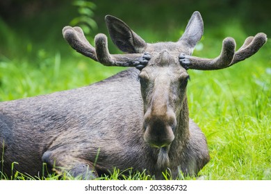 Alces Alces - Moose Male