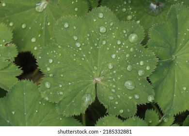 Alchemilla vulgaris, common name Lady's mantle, is an herbaceous perennial plant in Europe and Greenland