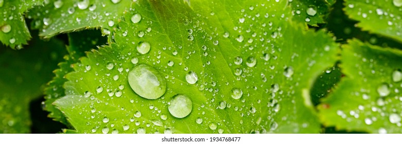 Alchemilla vulgaris green leaves with rain drops in summer garden. Alchemilla mollis or garden lady's-mantle flowering plant. Showing the beading effect of water on its green leaves, banner