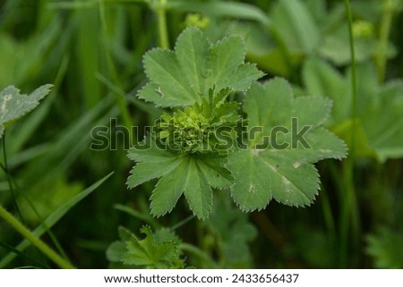 Alchemilla vulgaris, lady's mantle, herbaceous perennial plant. Green background. Leaves with a wavy edge covered with droplets of dew. Yellow-green flowers are collected in inflorescences umbrellas