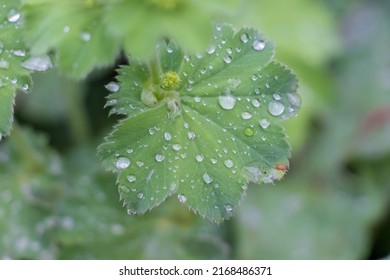 Alchemilla Vulgaris, Lady's Mantle Plant With Green Leafs, Wet With Raindrops, Closeup