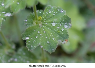 Alchemilla Vulgaris, Lady's Mantle Plant With Green Leafs, Wet With Raindrops, Closeup