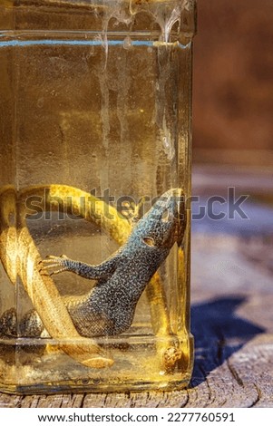 Alcoholic drink, tincture using a lizard. Homemade alcohol with the addition of lizard and herbs. A potion with medicinal herbs and a lizard.