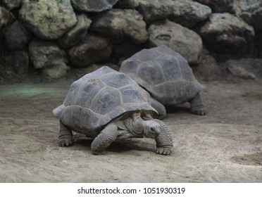 Aldabra Giant Tortoise (Aldabrachelys Gigantea)