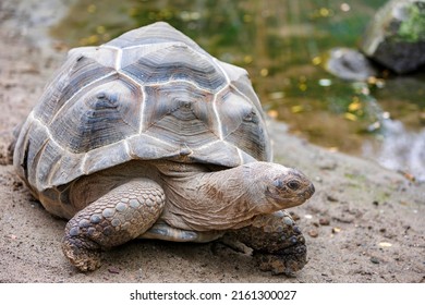 Aldabra Giant Tortoise (Aldabrachelys Gigantea)