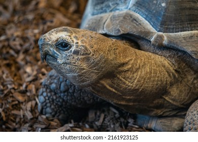 Aldabra Giant Tortoise, Aldabrachelys Gigantea