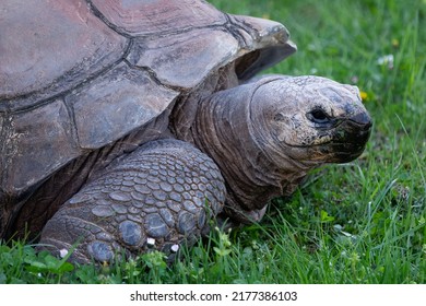 Aldabra Giant Tortoise, Aldabrachelys Gigantea