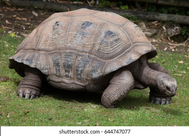 Aldabra Giant Tortoise (Aldabrachelys Gigantea).