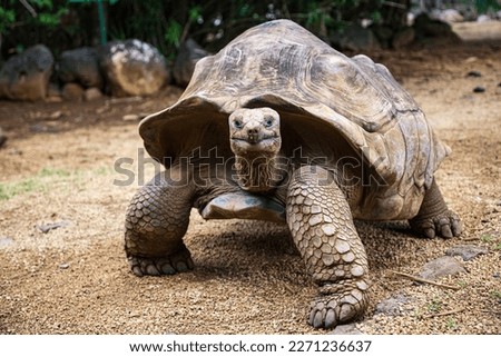 Aldabra giant tortoise Aldabrachelys gigantea in La Vanille Nature Park, Savanne, Mauritius