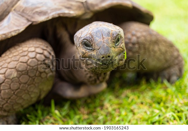 Aldabra Giant Tortoise\
(Aldabrachelys gigantea) on the islands of the Seychelles in the\
Indian Ocean 